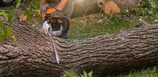 How Our Tree Care Process Works  in  Elmwood Park, IL