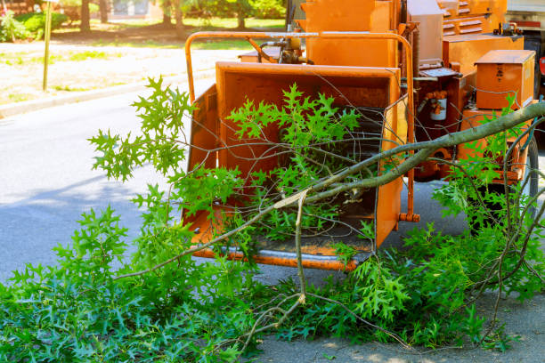 Best Aeration Services  in Elmwood Park, IL