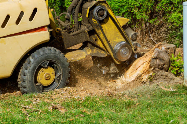 Best Organic Lawn Care Solutions  in Elmwood Park, IL