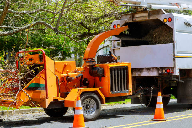 Best Tree Disease Treatment  in Elmwood Park, IL