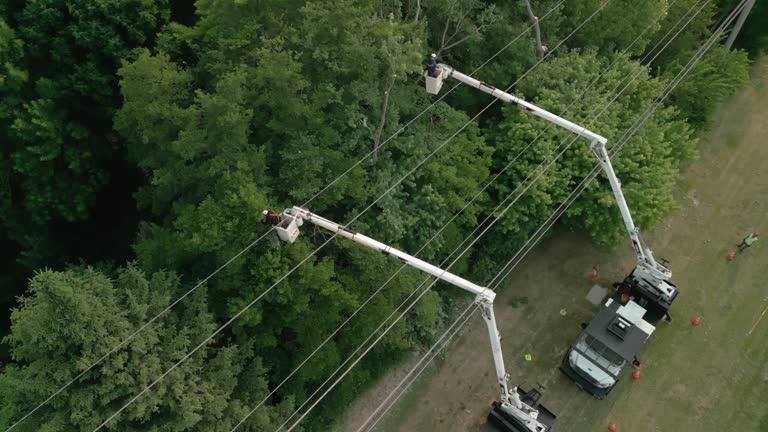 Best Root Management and Removal  in Elmwood Park, IL