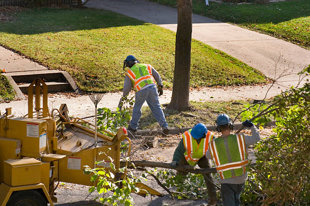 Best Weed Control  in Elmwood Park, IL