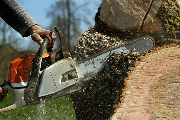 Best Lawn Maintenance Plans  in Elmwood Park, IL